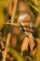 Sykorice vousata - Panurus biarmicus - Bearded Reedling 4025